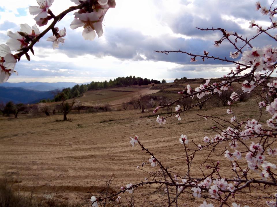 12417573_508194869305521_6400845921907489913_n