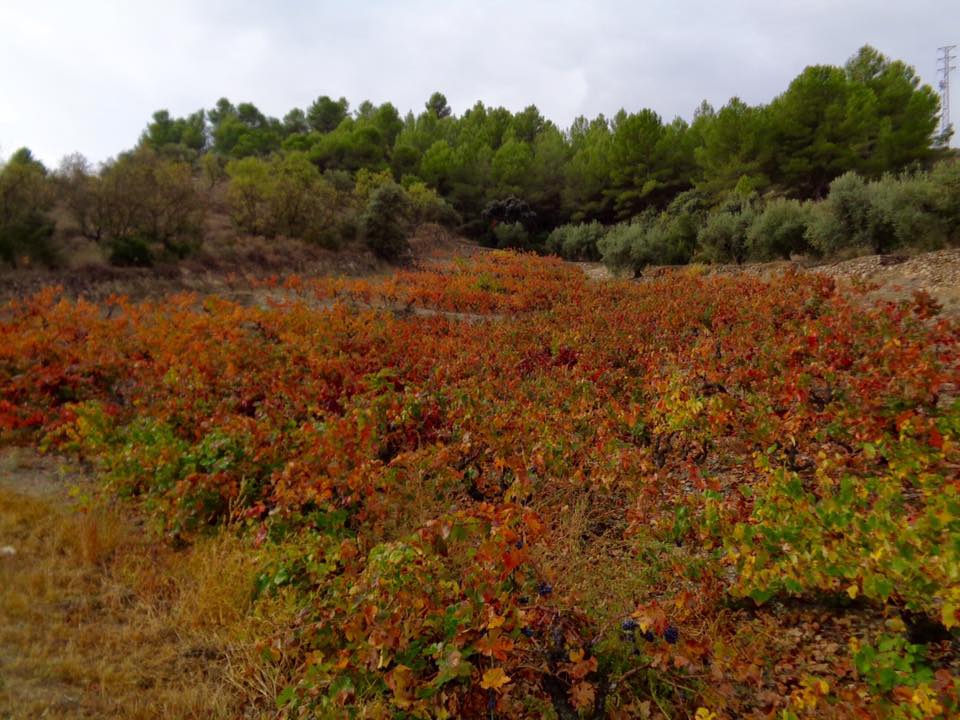 11221419_468759169915758_1588250552377440736_n