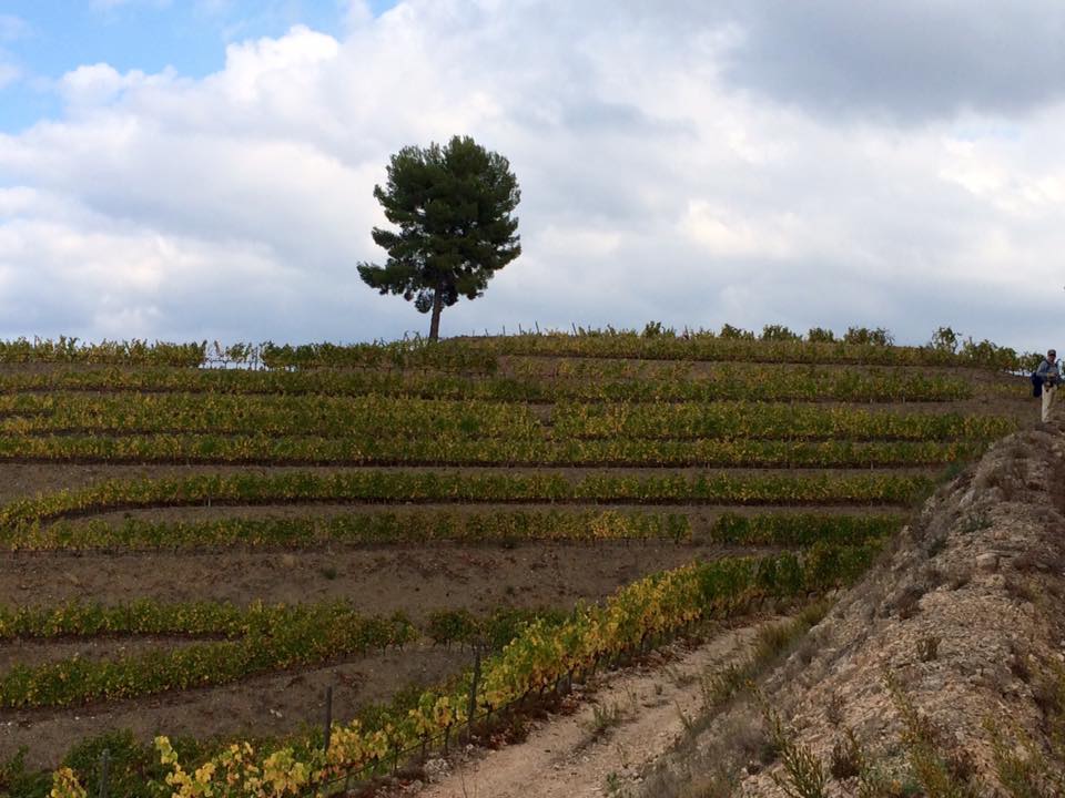 12219419_468759229915752_3605308776327062921_n