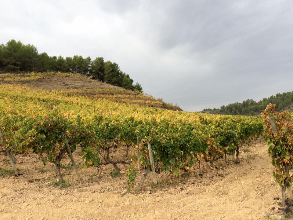 12235080_468759299915745_5236710163835937788_n