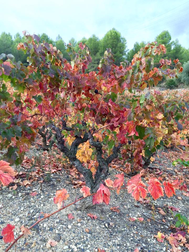 12239946_468759266582415_211058026312341951_n