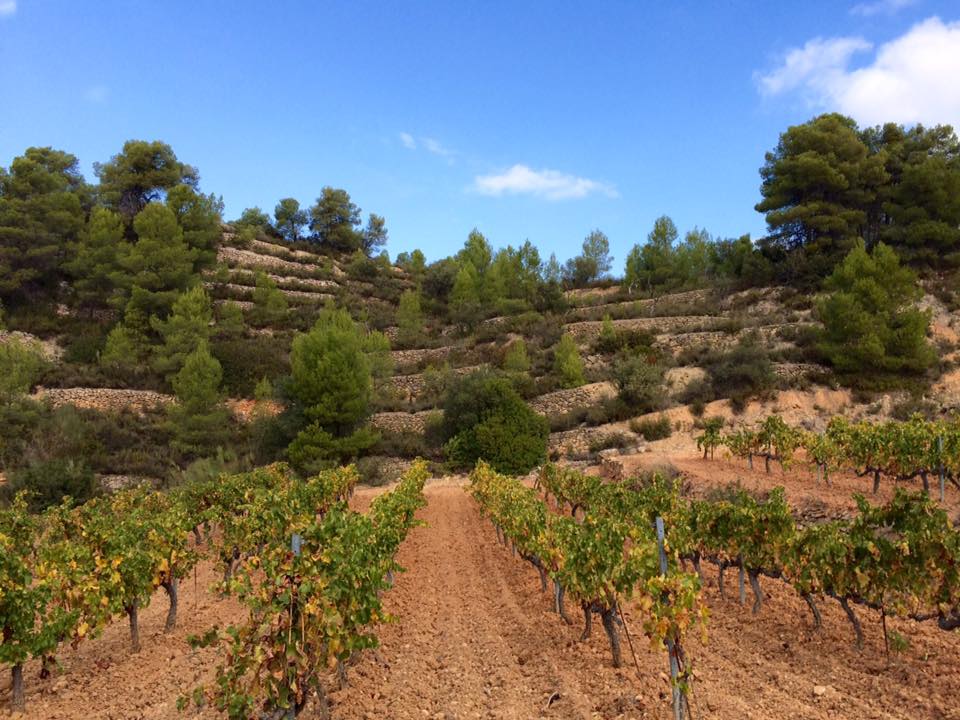 12241312_468759309915744_2313477913179228695_n